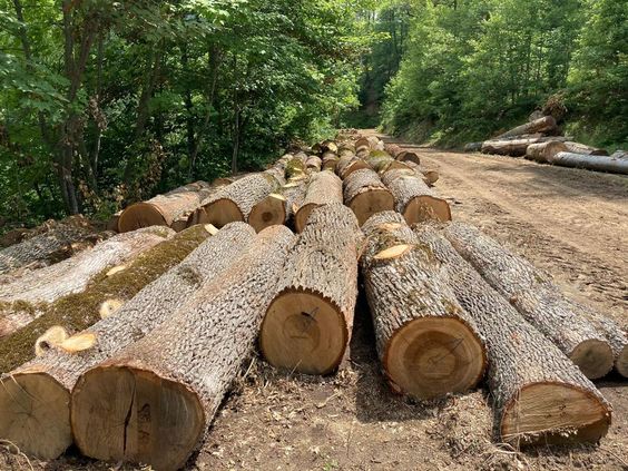 Nguyên liệu gỗ Teak Lào, xẻ gỗ Teak theo quy cách, cung cấp gỗ Teak